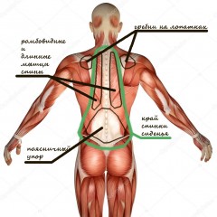 depositphotos_120968070-stock-photo-3d-human-anatomy-torso-back.jpg