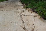 DSC_9812 ants roads.JPG