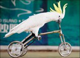 popugai_velosiped.jpg