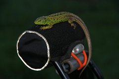 IMG_5628.JPG