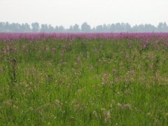 IMG_1886.JPG