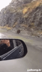 medved.gif