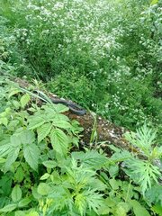 IMG_20250612_150626_509.jpg
